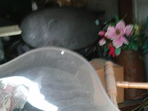 Photo 29